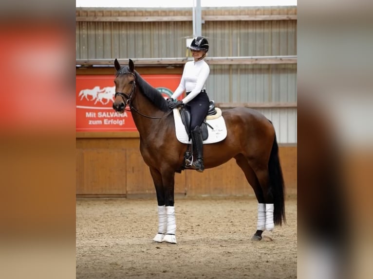 Hanoverian Gelding 7 years in Ostbevern