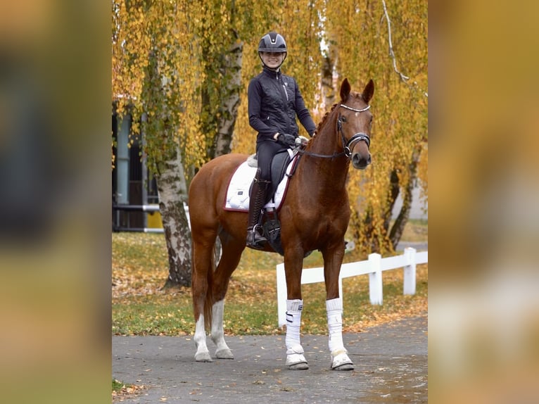 Hanoverian Gelding 7 years in Ostbevern