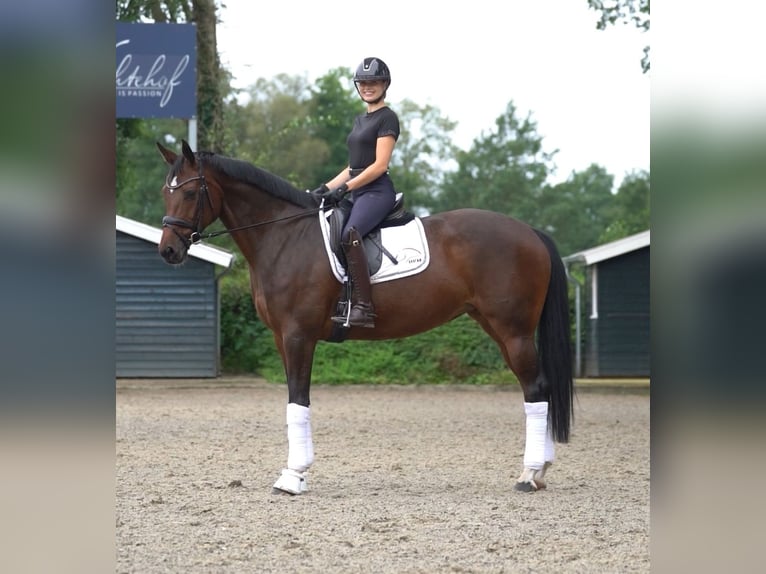 Hanoverian Gelding 7 years in Ostbevern