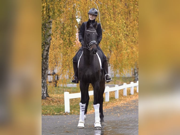 Hanoverian Gelding 7 years in Ostbevern