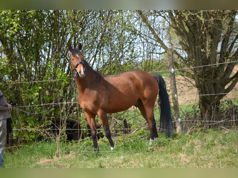 Hanoverian Gelding 8 years 15.3 hh Brown in Mittelstetten