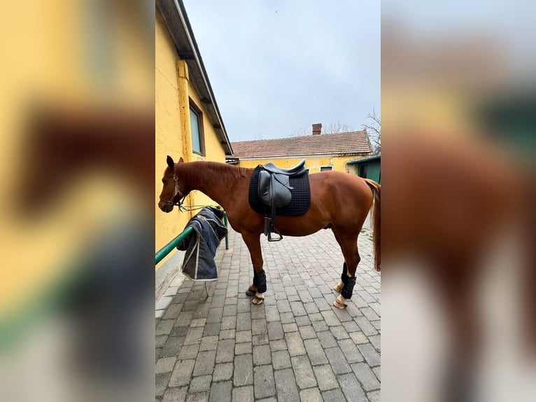Hanoverian Gelding 8 years 15.3 hh Chestnut-Red in Maria-Lanzendorf