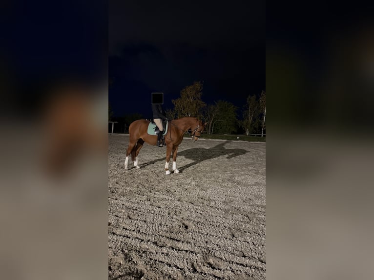 Hanoverian Gelding 8 years 15.3 hh Chestnut-Red in Maria-Lanzendorf