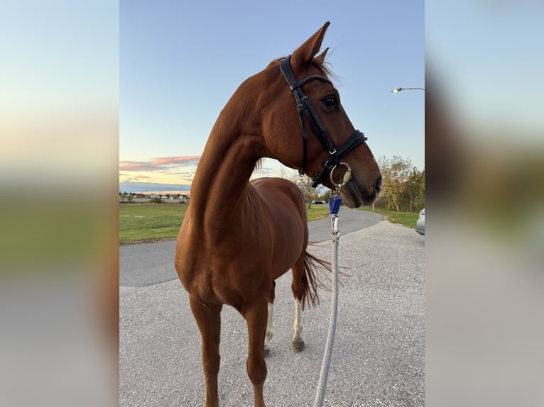 Hanoverian Gelding 8 years 15,3 hh Chestnut-Red in Maria-Lanzendorf