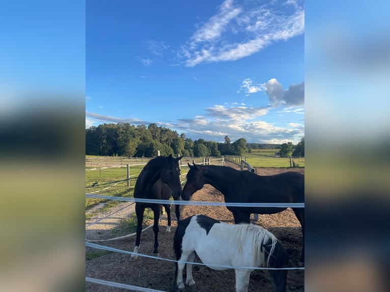 Hanoverian Gelding 8 years 16.1 hh Bay-Dark in Lehrberg