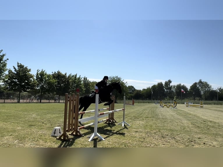 Hanoverian Gelding 8 years 16,1 hh Black in Lübeck