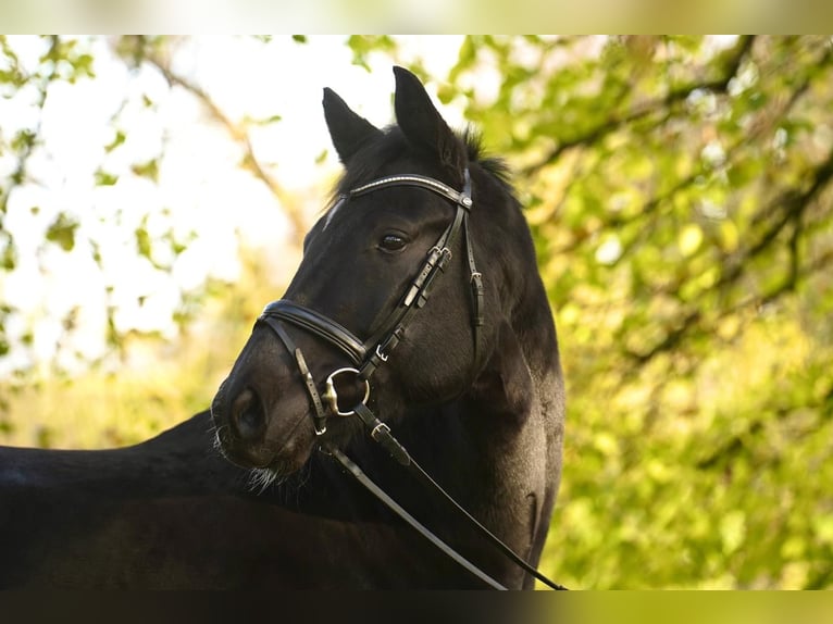 Hanoverian Gelding 8 years 16.1 hh Black in Dorsten