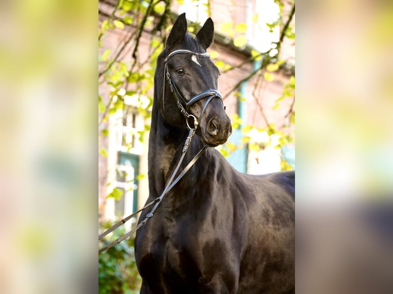 Hanoverian Gelding 8 years 16.1 hh Black in Dorsten