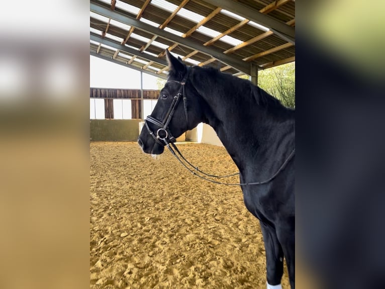 Hanoverian Gelding 8 years 16,1 hh Black in Lohmar