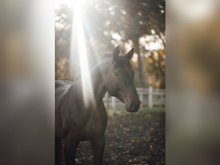 Hanoverian Gelding 8 years 16,1 hh Brown in Bielefeld