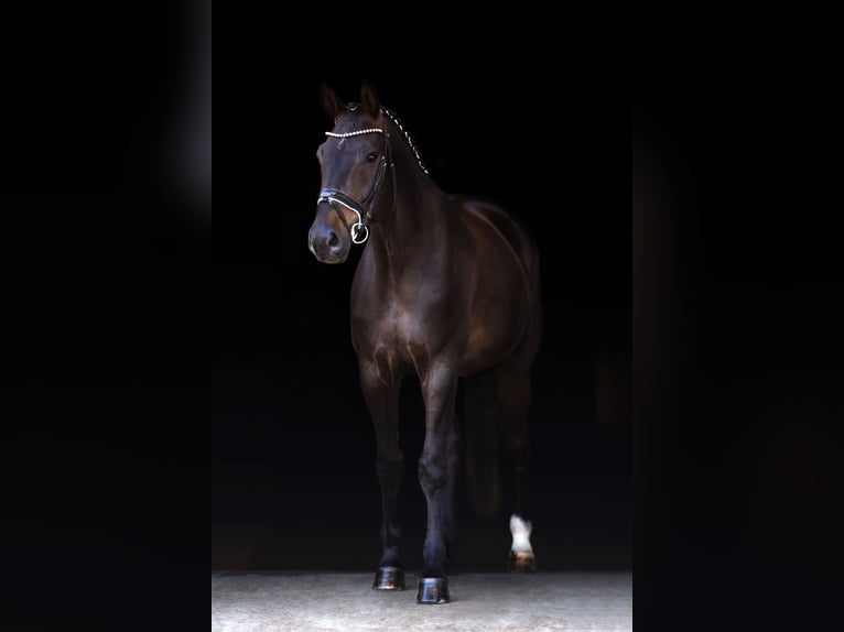 Hanoverian Gelding 8 years 16,1 hh Brown in Bielefeld