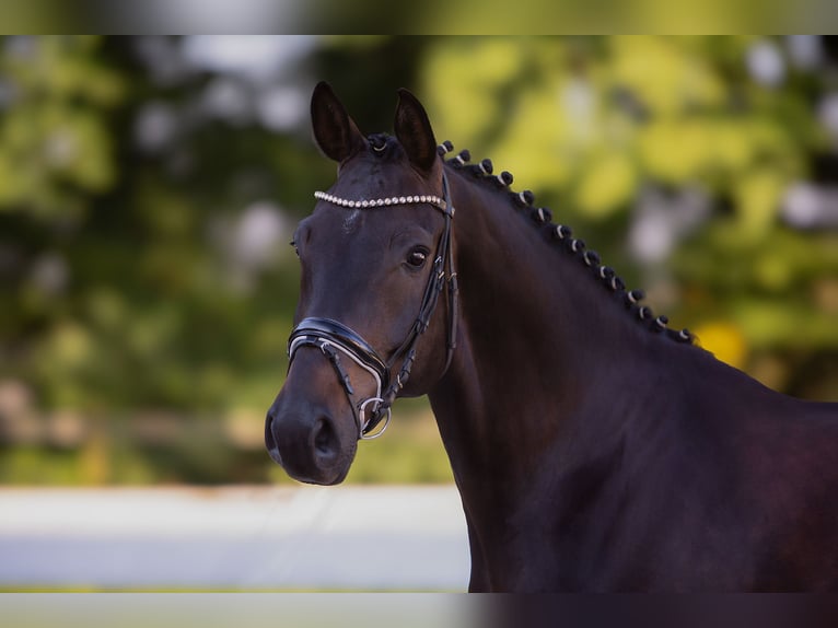 Hanoverian Gelding 8 years 16,1 hh Brown in Bielefeld