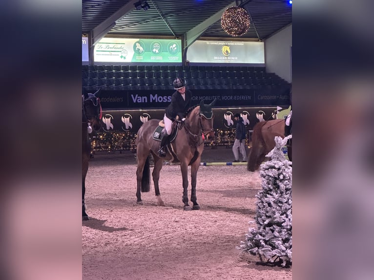 Hanoverian Gelding 8 years 16,1 hh Brown in Bergheim