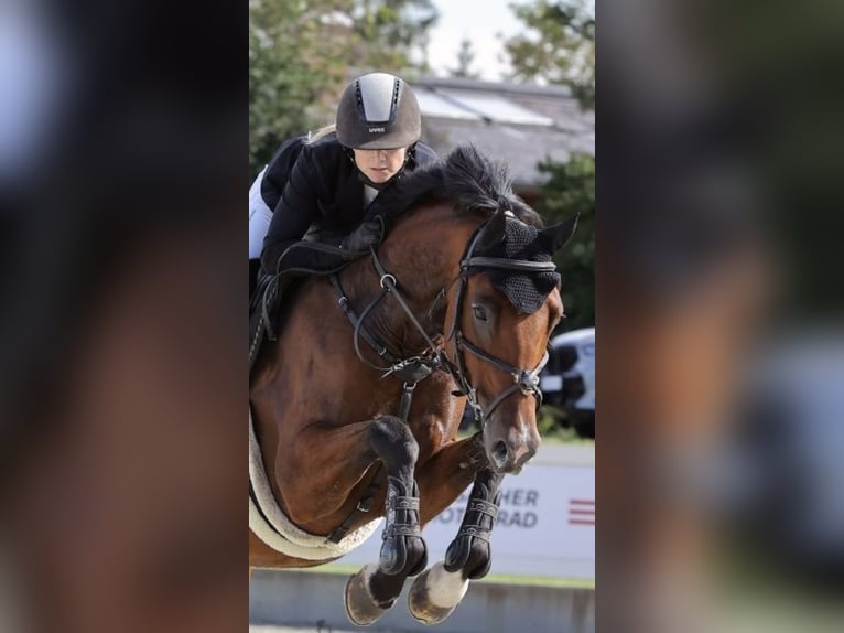 Hanoverian Gelding 8 years 16.1 hh Brown in Offingen