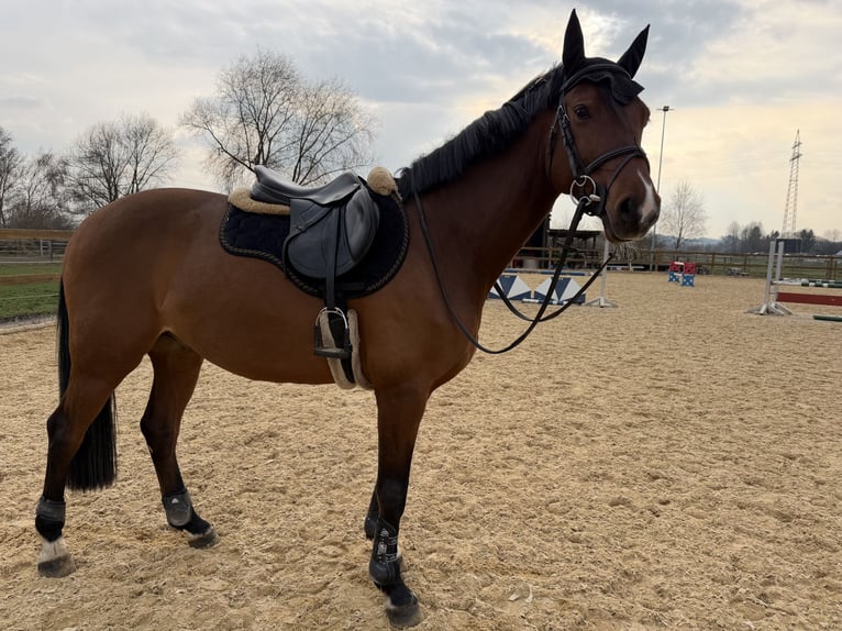 Hanoverian Gelding 8 years 16.1 hh Brown in Offingen
