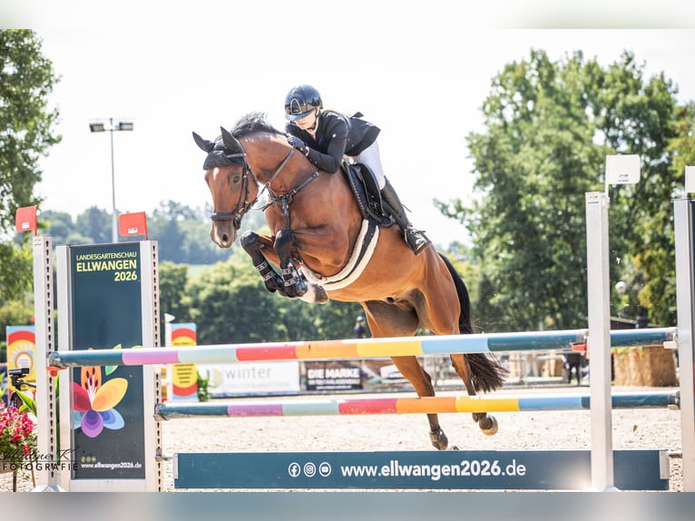 Hanoverian Gelding 8 years 16.1 hh Brown in Offingen