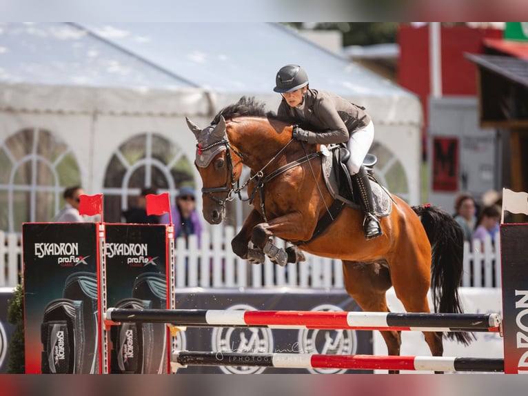 Hanoverian Gelding 8 years 16,1 hh Brown in Porta Westfalica