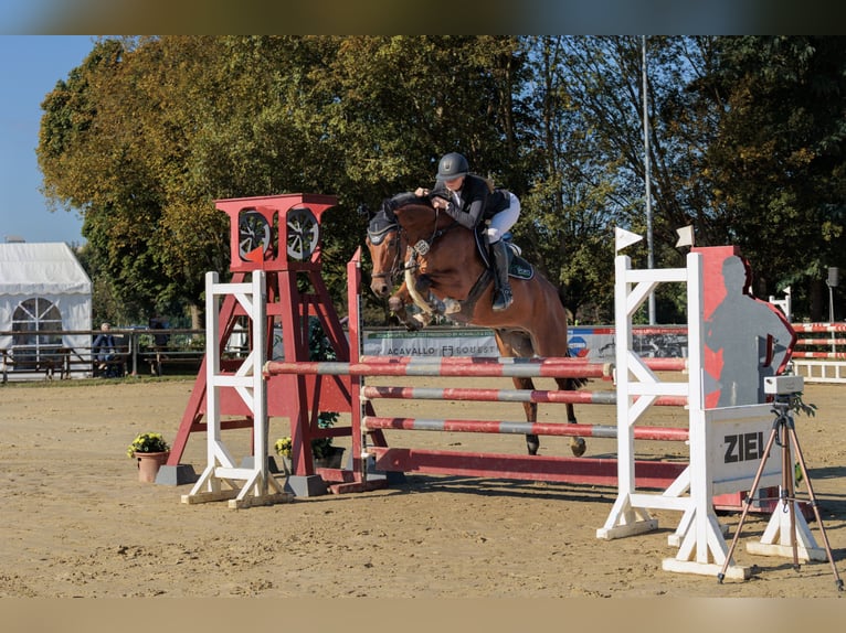 Hanoverian Gelding 8 years 16,1 hh Brown in Waltrop