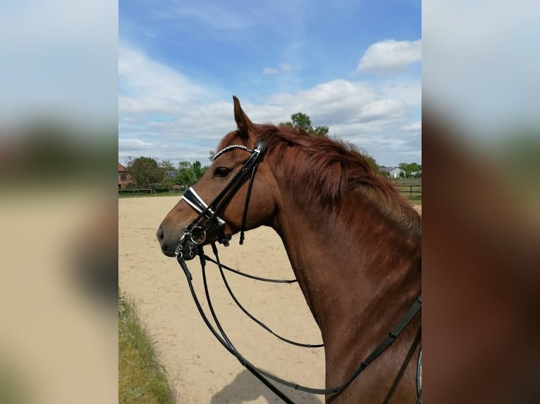 Hanoverian Gelding 8 years 16,1 hh Chestnut-Red in Lüneburg