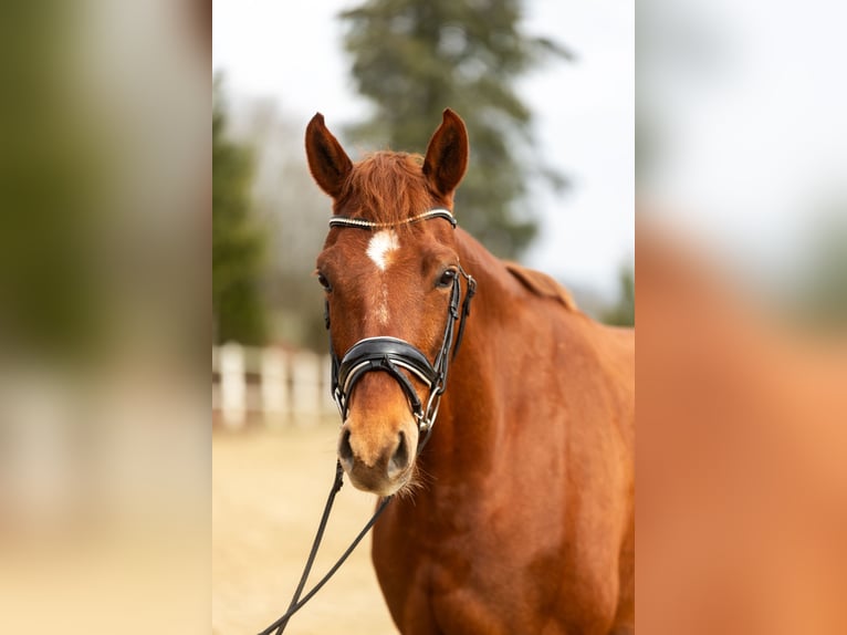 Hanoverian Gelding 8 years 16.1 hh Chestnut-Red in Iserlohn
