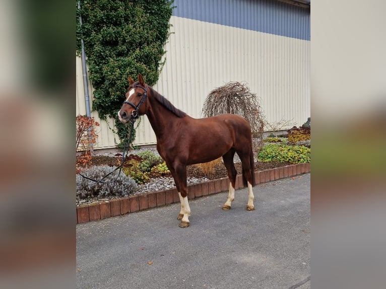 Hanoverian Gelding 8 years 16,1 hh Chestnut-Red in Leinefelde OT Birkungen