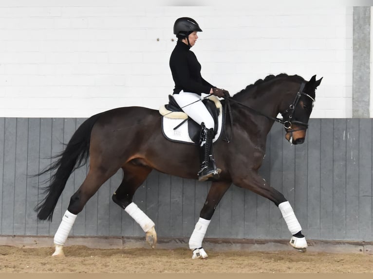 Hanoverian Gelding 8 years 16,2 hh Bay-Dark in Tiddische