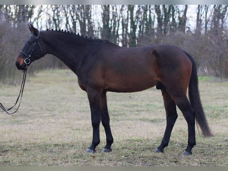 Hanoverian Gelding 8 years 16,2 hh Bay-Dark in Gyula