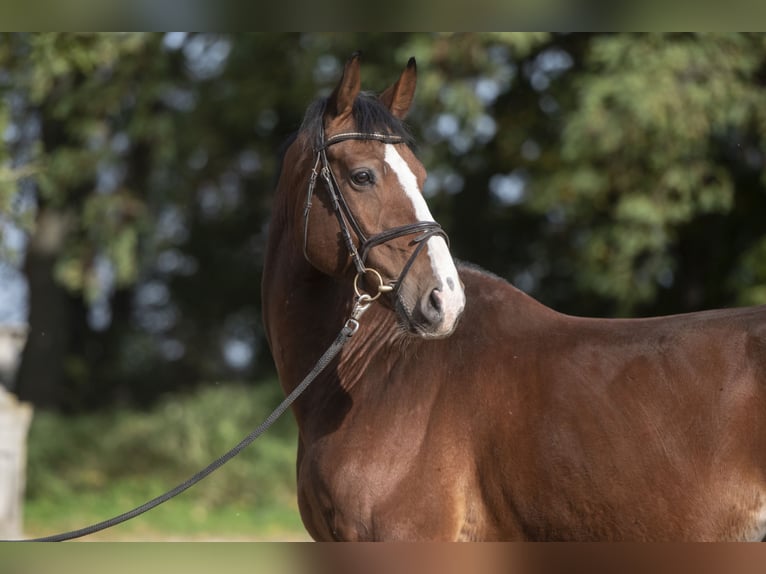 Hanoverian Gelding 8 years 16,2 hh Bay in Posadowo