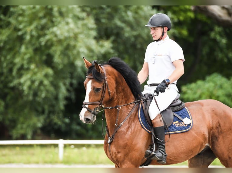 Hanoverian Gelding 8 years 16,2 hh Bay in Posadowo