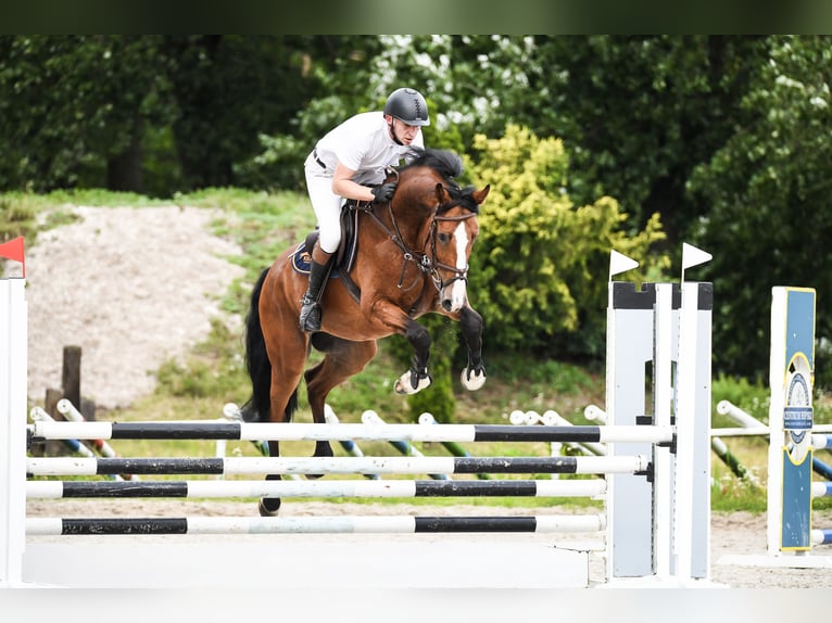 Hanoverian Gelding 8 years 16,2 hh Bay in Posadowo