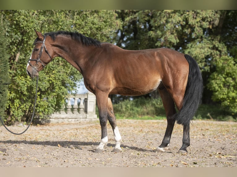 Hanoverian Gelding 8 years 16,2 hh Bay in Posadowo