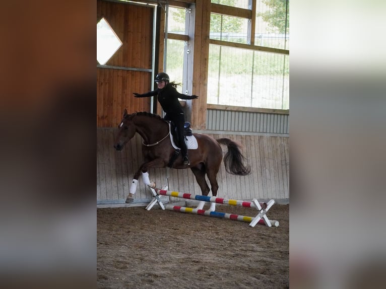 Hanoverian Gelding 8 years 16.2 hh Black in Nettersheim