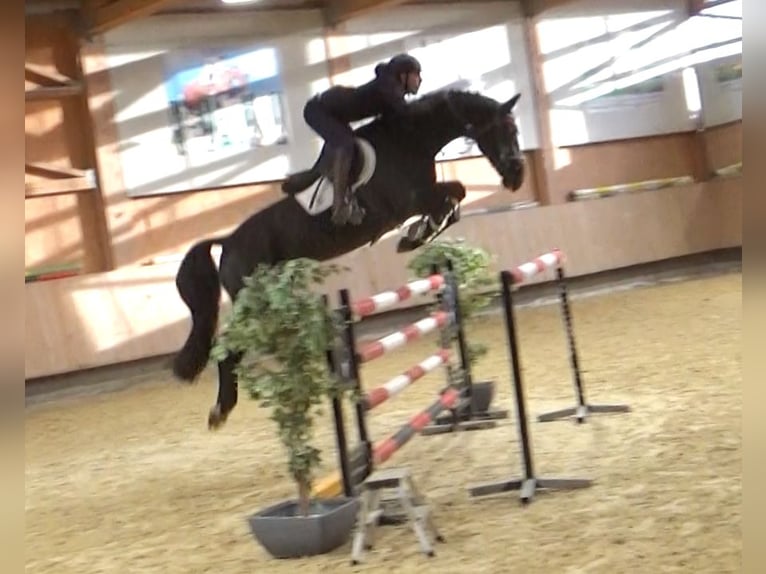 Hanoverian Gelding 8 years 16,2 hh Black in Bad Dürrheim