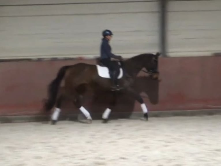 Hanoverian Gelding 8 years 16,2 hh Brown in Soltendieck