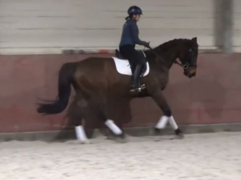 Hanoverian Gelding 8 years 16,2 hh Brown in Soltendieck