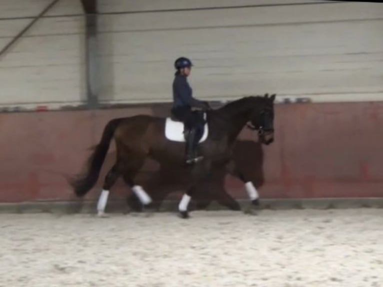 Hanoverian Gelding 8 years 16,2 hh Brown in Soltendieck