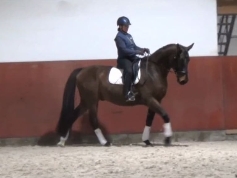 Hanoverian Gelding 8 years 16,2 hh Brown in Soltendieck