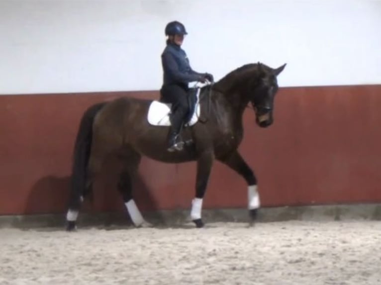 Hanoverian Gelding 8 years 16,2 hh Brown in Soltendieck