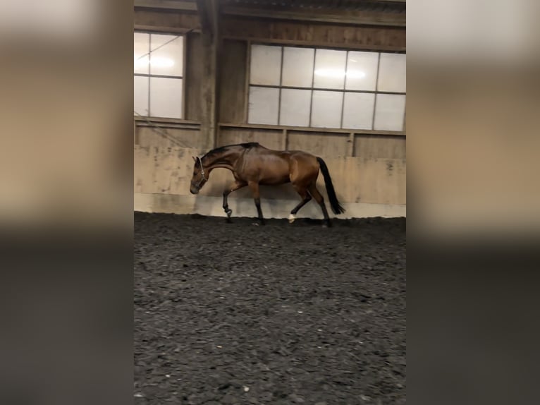 Hanoverian Gelding 8 years 16.2 hh Brown in Rostock