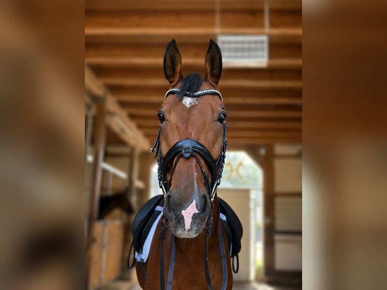 Hanoverian Gelding 8 years 16.2 hh Brown in Möhnesee