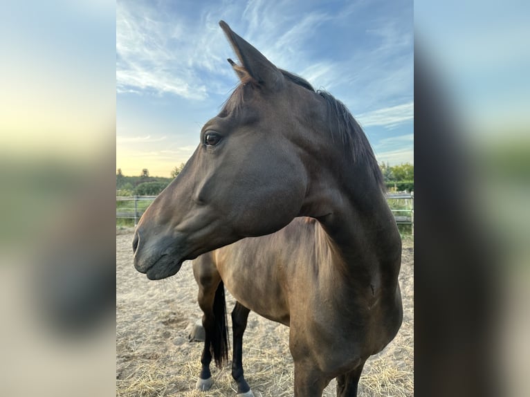 Hanoverian Gelding 8 years 16,2 hh Brown in Viernheim