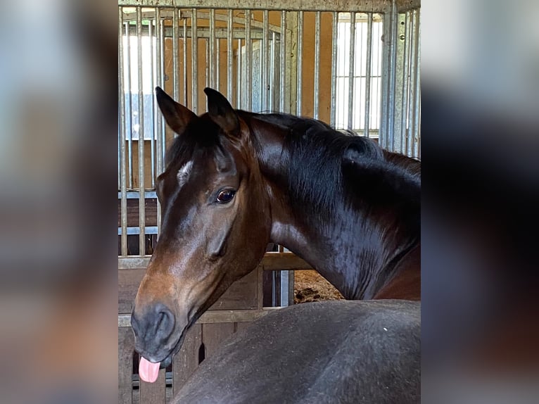 Hanoverian Gelding 8 years 16,2 hh Brown in Viernheim