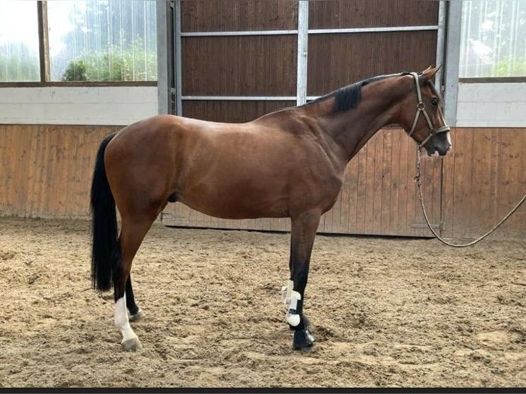 Hanoverian Gelding 8 years 16.2 hh Brown in Rheine