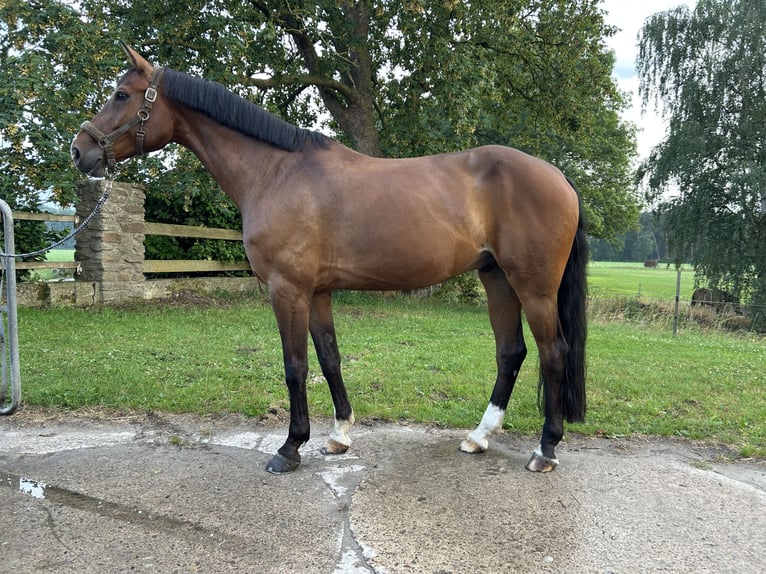 Hanoverian Gelding 8 years 16.2 hh Brown in Nienburg (Weser)