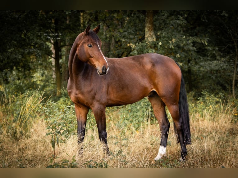 Hanoverian Gelding 8 years 16.2 hh Brown in Nienburg (Weser)