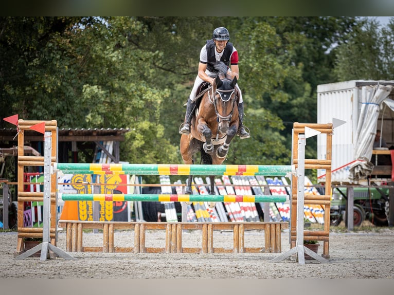 Hanoverian Gelding 8 years 16.2 hh Brown in Leutershausen