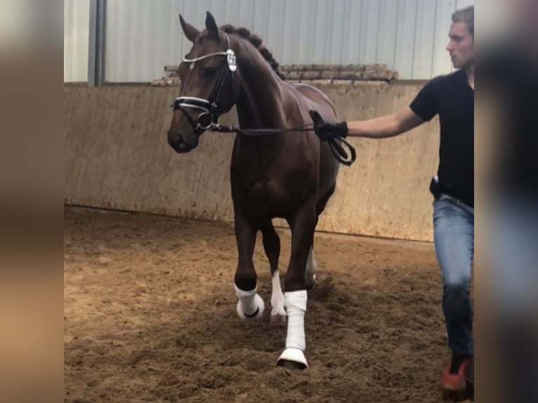 Hanoverian Gelding 8 years 16,2 hh Chestnut in Sauensiek