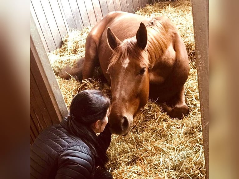 Hanoverian Gelding 8 years 16,2 hh Chestnut in Sauensiek