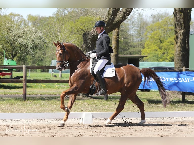 Hanoverian Gelding 8 years 16.2 hh Chestnut in Sittensen
