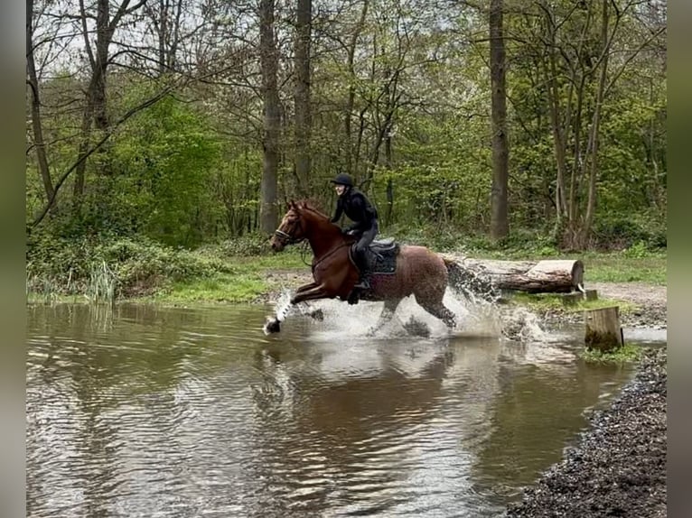 Hanoverian Gelding 8 years 16.2 hh Chestnut-Red in Heiligenhaus